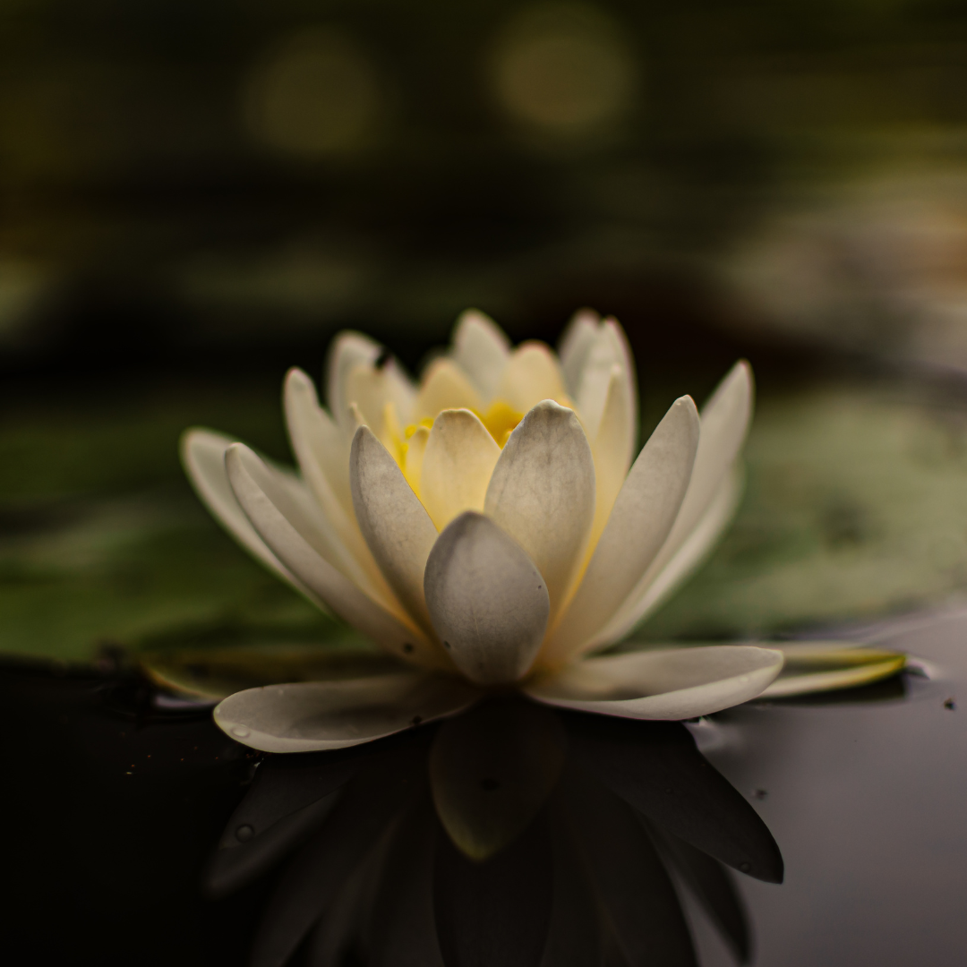 White lotus flower floating on top of water